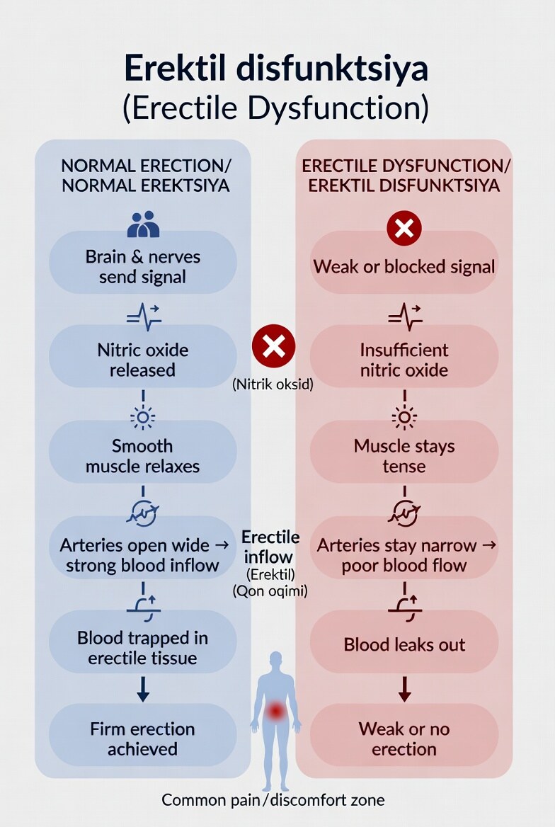 Erektil disfunktsiya